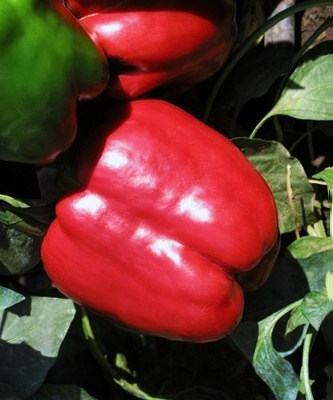 Перец сладкий Ред Найт F1, 50шт семян