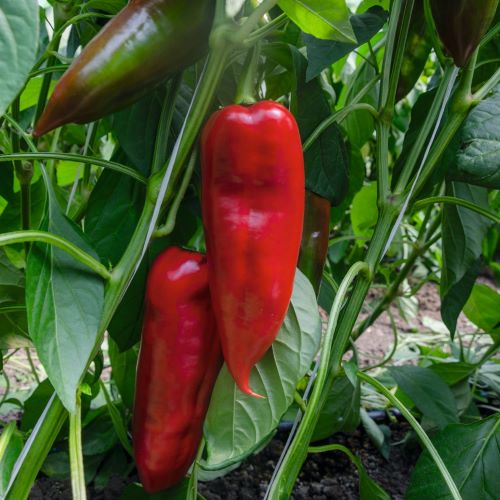 Перец сладкий Хан F1, 50шт семян