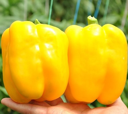 Перец сладкий ЭСПАРТАНО F1, 500 семян