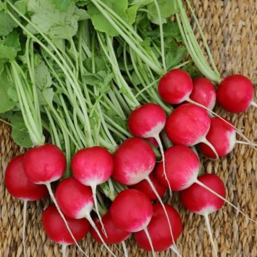 Редис РОЗОВО-КРАСНЫЙ С БЕЛЫМ КОНЧИКОМ, 250г семян