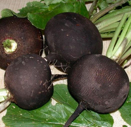 Редька Зимняя круглая чёрная, 10г семян