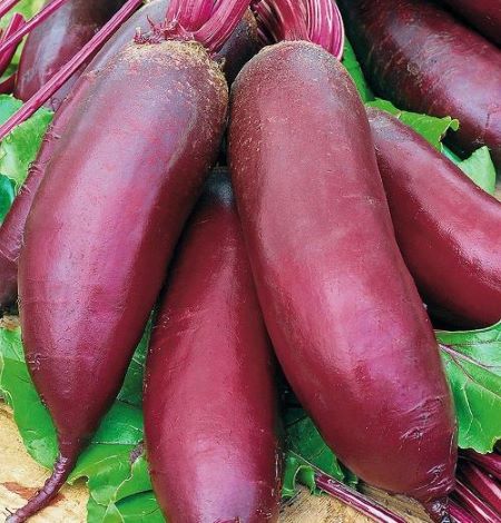 Свёкла столовая Мона, 5г семян