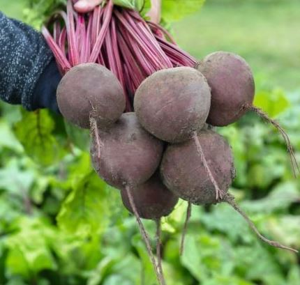 Свёкла столовая Субето F1, 5г семян