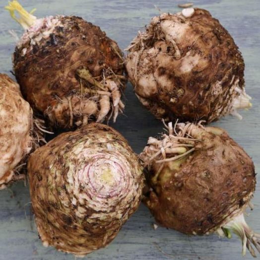 Сельдерей корневой Стимул, 5г семян