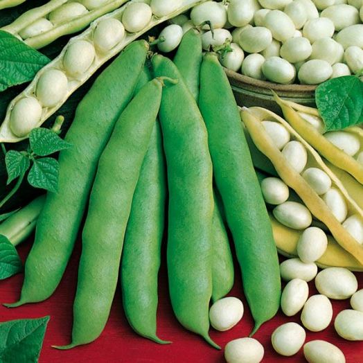 Фасоль Московская белая зеленостручная 556, 25г семян