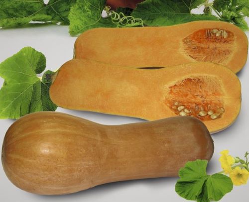 Тыква мускатная Прикубанская, 50шт семян