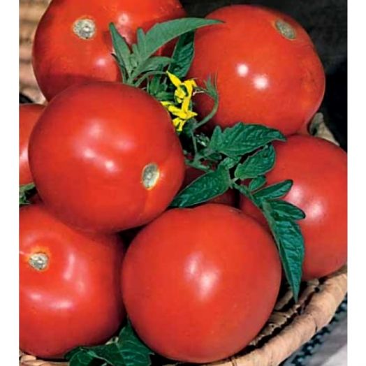 Томат детерминантный Гном, 1г семян