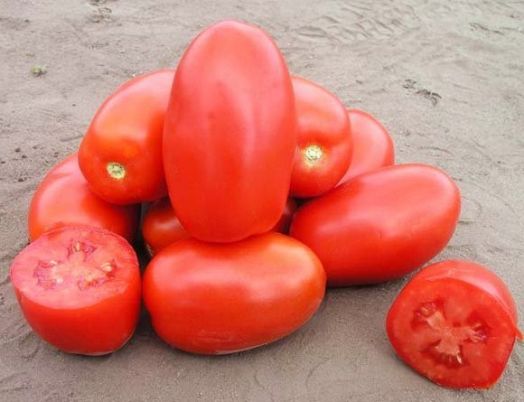 Томат детерминантный Классик F1, 50шт семян