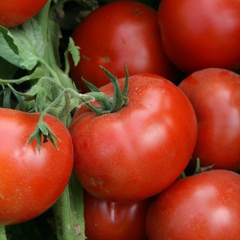 Томат детерминантный ЛОДЖЕЙН F1, 500 семян