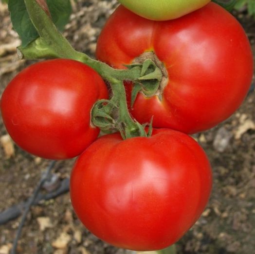 Томат детерминантный МИРСИНИ F1, 500 семян