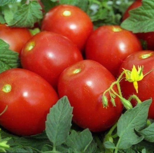 Томат детерминантный Новичок, 1г семян