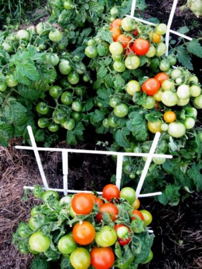 Томат детерминантный Пиноккио, 1г семян