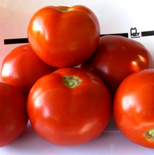 Томат детерминантный ПЛАТИНУМ F1, 500 семян