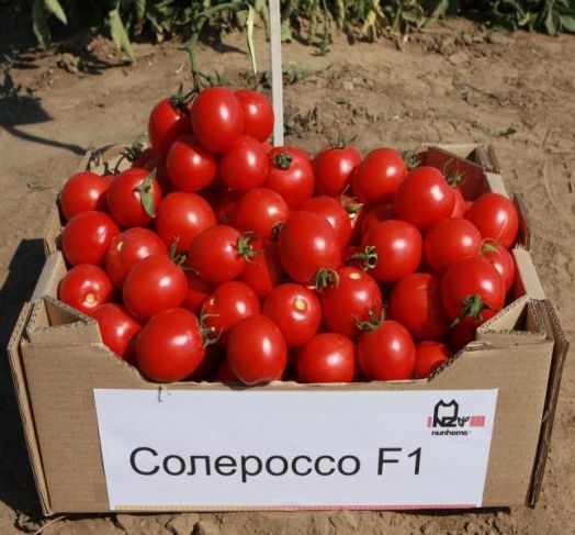 Томат детерминантный Солероссо F1, 50шт семян