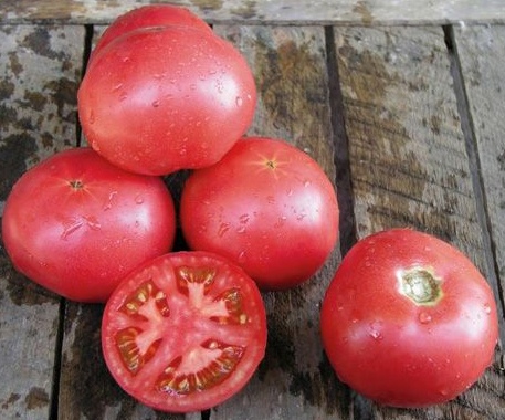 Томат детерминантный Тарпан F1, 50шт семян