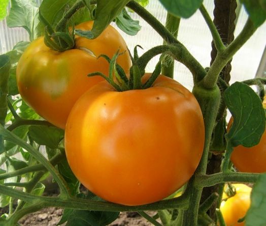 Томат детерминантный Хурма, 1г семян