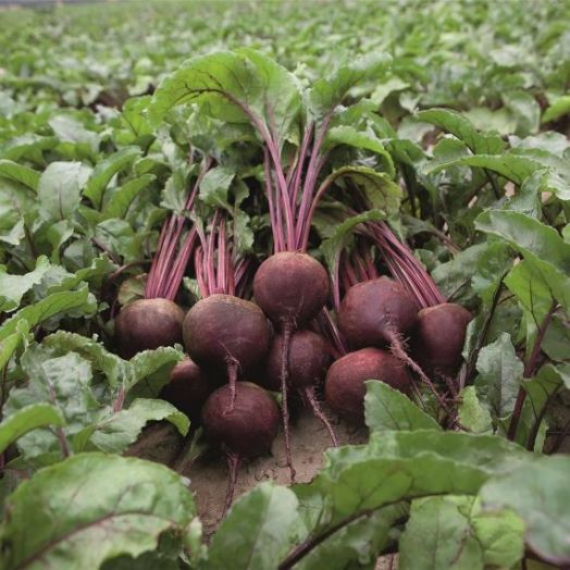 Свёкла столовая Ронда F1, 5г семян