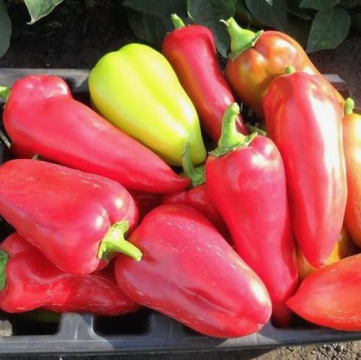 Перец сладкий Подарок Молдовы, 50шт семян