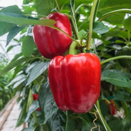 Перец сладкий Калифорнийское чудо красный, 50шт семян