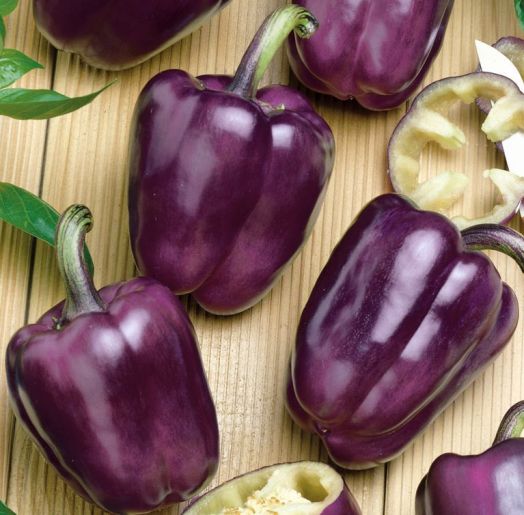 Перец сладкий Ода, 50шт семян