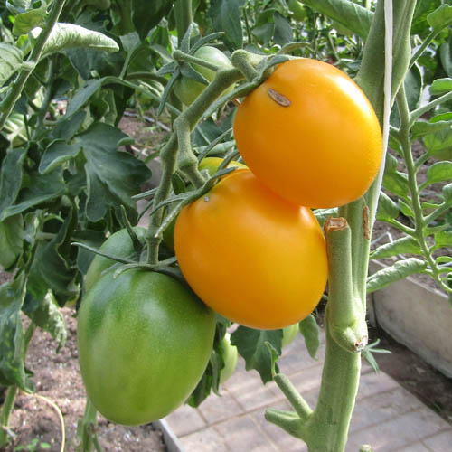 Томат индетерминантный Де Барао золотой, 1г семян