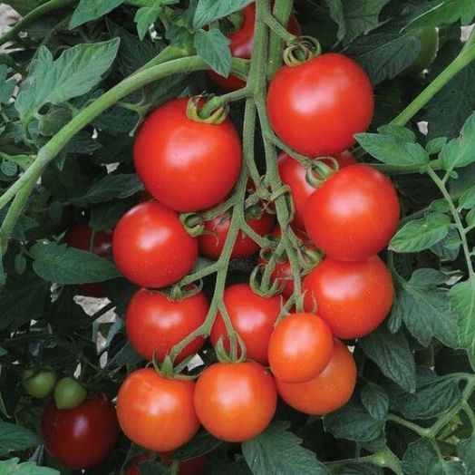 Томат индетерминантный Маунтин Мэджик F1, 5шт семян