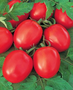 Томат индетерминантный Толстой F1, 50шт семян