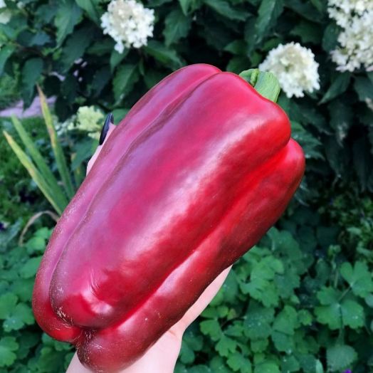 Перец сладкий Даллас, 10шт семян