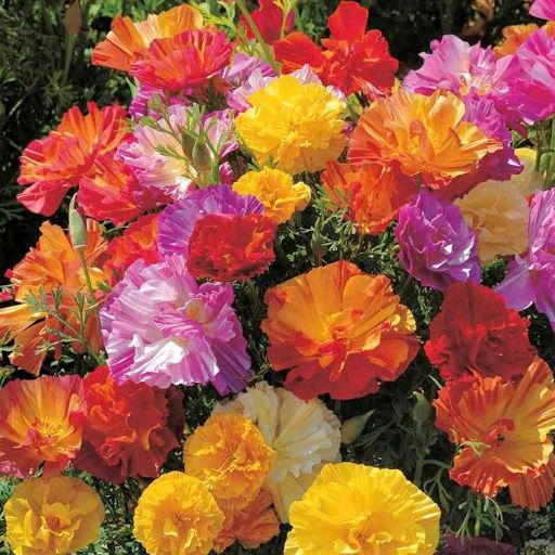 Эшшольция калифорнийская (Eschscholzia californica) Ballerina mix, 1г семян