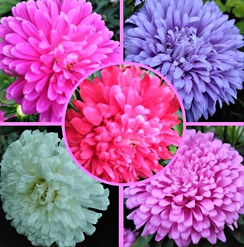 Астра китайская (Callistephus chinensis) Queen Of The Market Mix, 1г семян