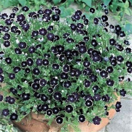 Немофила дискоидалис (Nemophila discoidalis), 1г семян