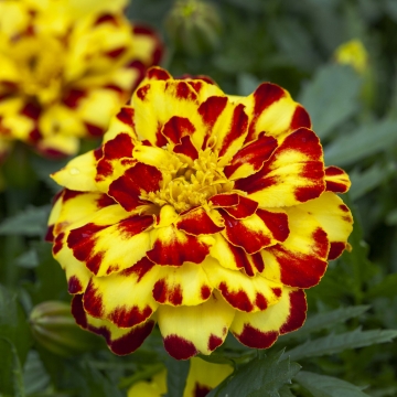 Бархатцы отклоненные (Tagetes patula) Alumia Creme Brulee, 250 семян
