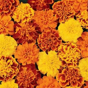 Бархатцы отклоненные (Tagetes patula) Bonanza Mix, 100 семян