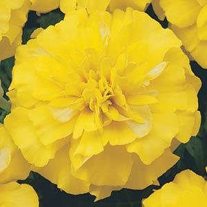 Бархатцы отклоненные (Tagetes patula) Bonanza Yellow, 100 семян