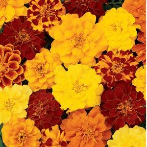 Бархатцы отклоненные (Tagetes patula F1) Durango Mix, 250 семян