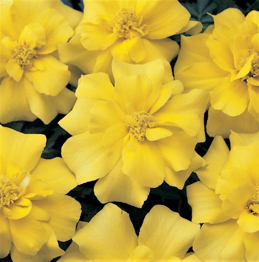 Бархатцы отклоненные (Tagetes patula F1) Durango Yellow, 250 семян