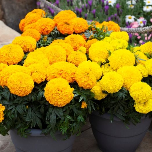 Бархатцы прямостоячие (Tagetes erecta) Big Top Mix, 100 семян