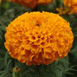 Бархатцы прямостоячие (Tagetes erecta) Taishan Orange, 100 семян