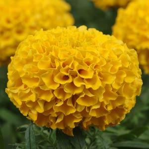 Бархатцы прямостоячие (Tagetes erecta) Taishan Gold, 100 семян