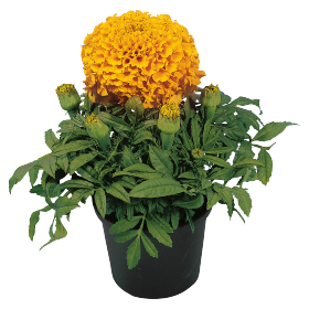 Бархатцы прямостоячие (Tagetes erecta) Discovery Orange, 100 семян