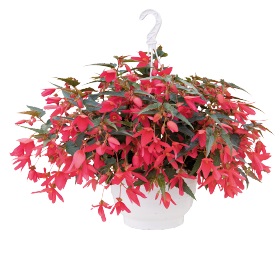 Бегония боливийская (Begonia boliviensis) Groovy Rose, 25 драже