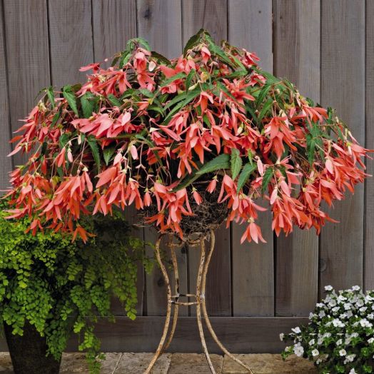 Бегония боливийская (Begonia boliviensis) San Francisco, 25 драже