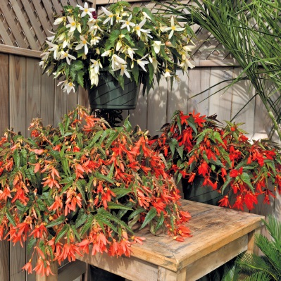 Бегония боливийская (Begonia boliviensis) Sun Cities Mix, 25 драже