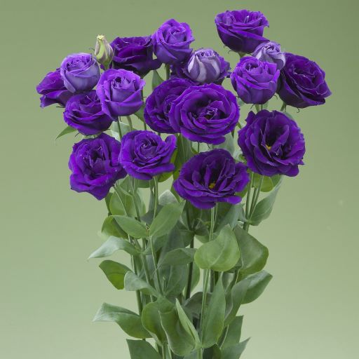Эустома(Лизиантус) махровая (Eustoma grandiflorum) Arena Purple, 50 драже