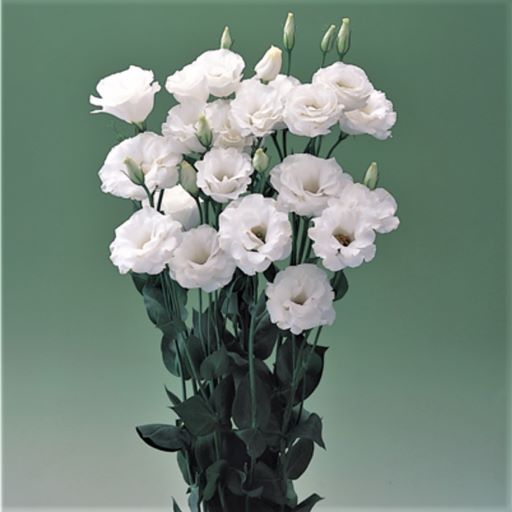 Эустома(Лизиантус) махровая (Eustoma grandiflorum) Arena White, 50 драже