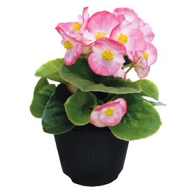 Бегония вечноцветущая (Begonia semperflorens) Super Cool Blush F1, 250 драже