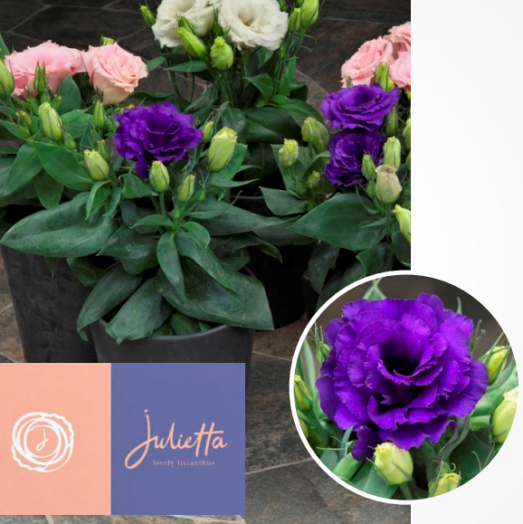 Эустома(Лизиантус) (Eustoma grandiflorum) Julietta Blue, 50 драже