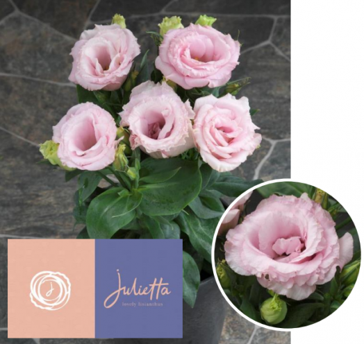 Эустома(Лизиантус) (Eustoma grandiflorum) Julietta Pink, 50 драже