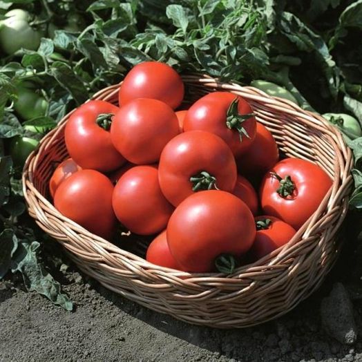 Томат детерминантный ПОЛБИГ F1, 500 семян