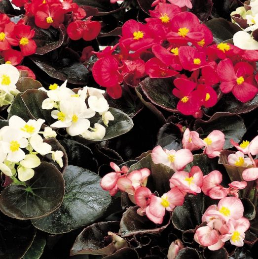 Бегония вечноцветущая (Begonia semperflorens) Senator Mix F1 , 250 драже